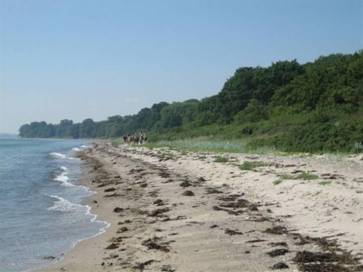 Hollandsk Sportspony Engm. Day-Light *R.I.P* billede 12