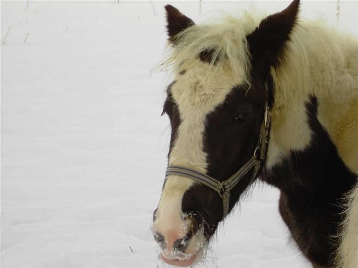 Irish Cob Kira billede 1