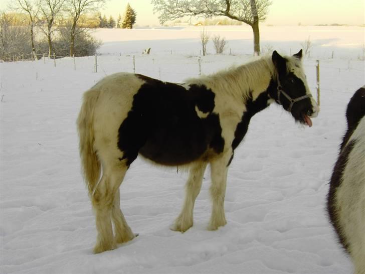Irish Cob Kira billede 2
