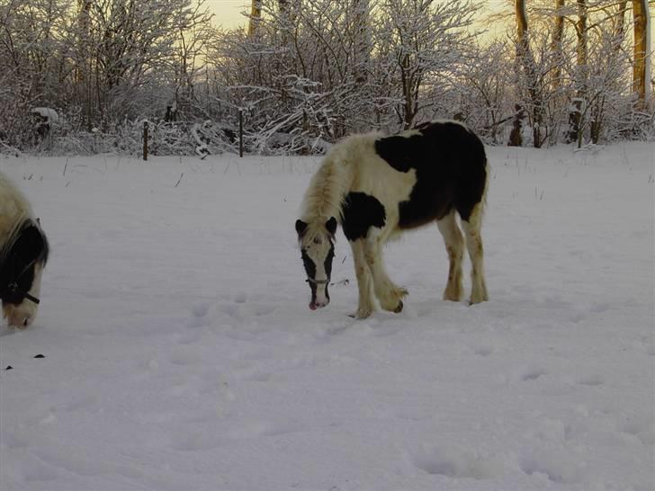 Irish Cob Kira billede 3