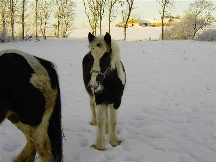 Irish Cob Kira billede 4