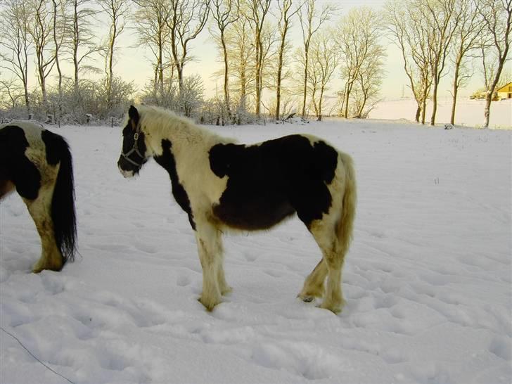 Irish Cob Kira billede 5