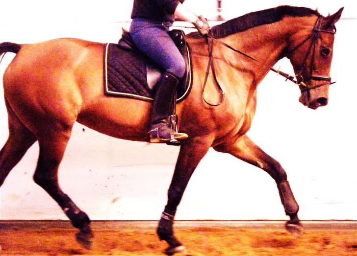 Dansk Varmblod Limona billede 20