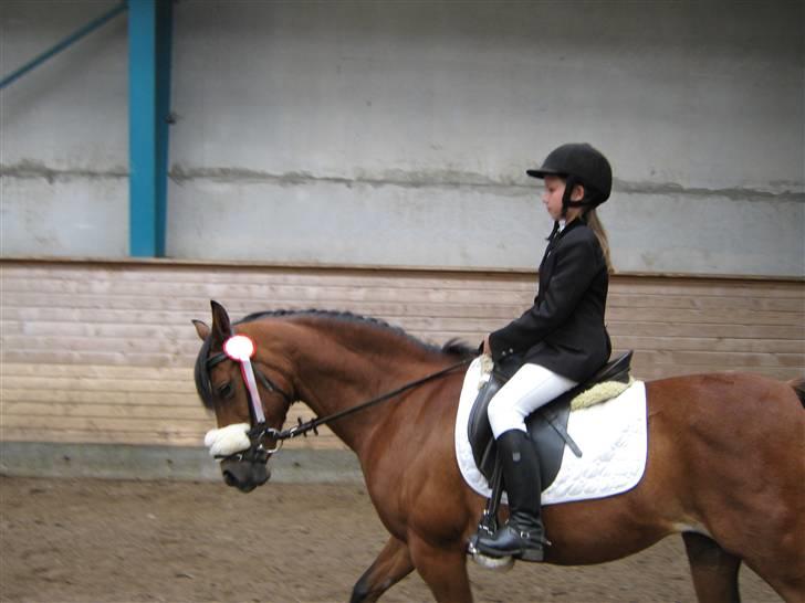 Anden særlig race Surviver SOLGT - Førsteplads på SØR. billede 1