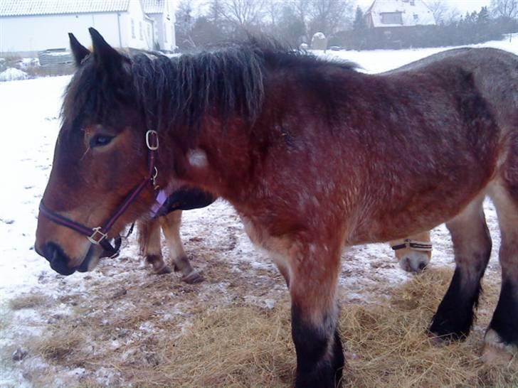 Belgier Mette Støvringgård  - Mette Vinter 2009 billede 3