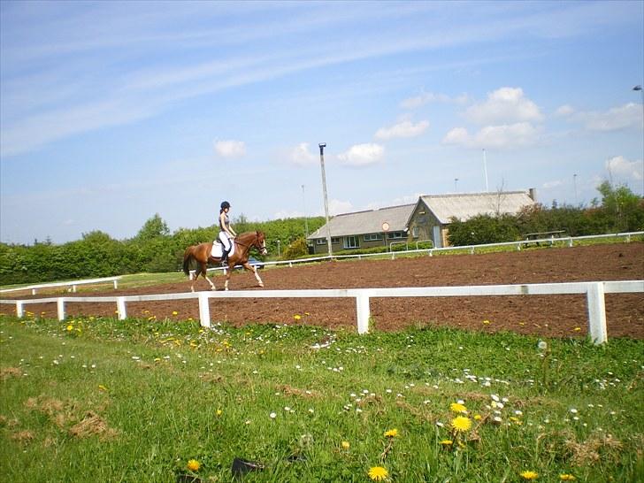 Anden særlig race Prettyboy Findus (LÅNTE)  - Dressur træning. billede 9