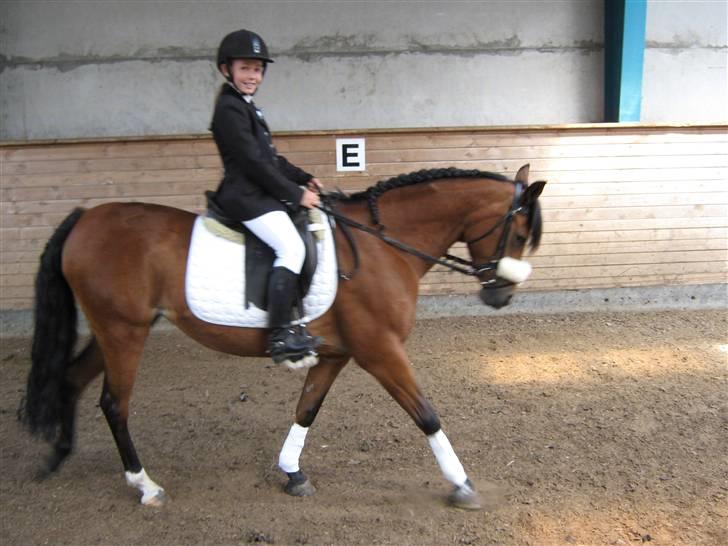 Anden særlig race Surviver SOLGT - Opvarmning til stævne på SØR. billede 3