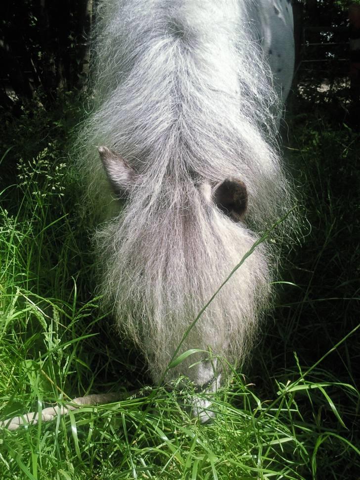 Miniature Adema´s Boni *himmel hest* billede 20
