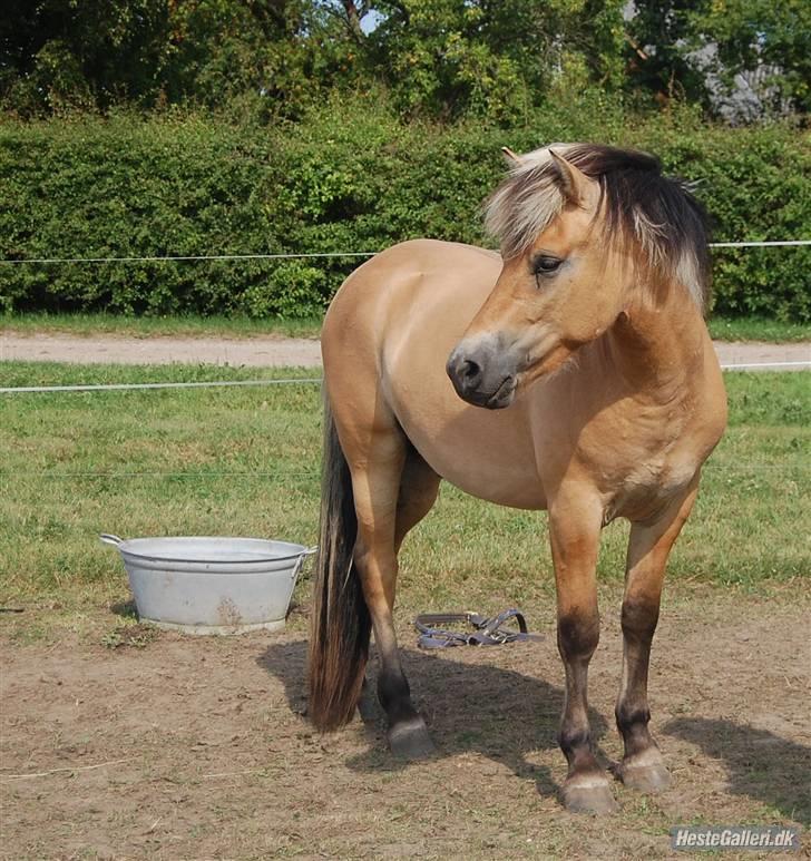 Anden særlig race Missel Anton *Solgt* billede 18