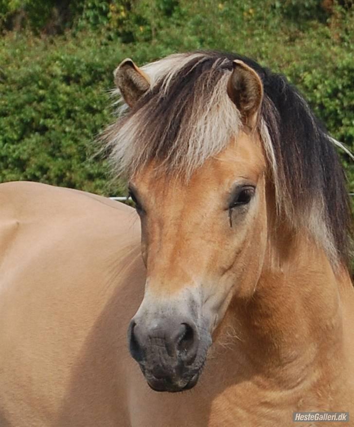 Anden særlig race Missel Anton *Solgt* billede 1