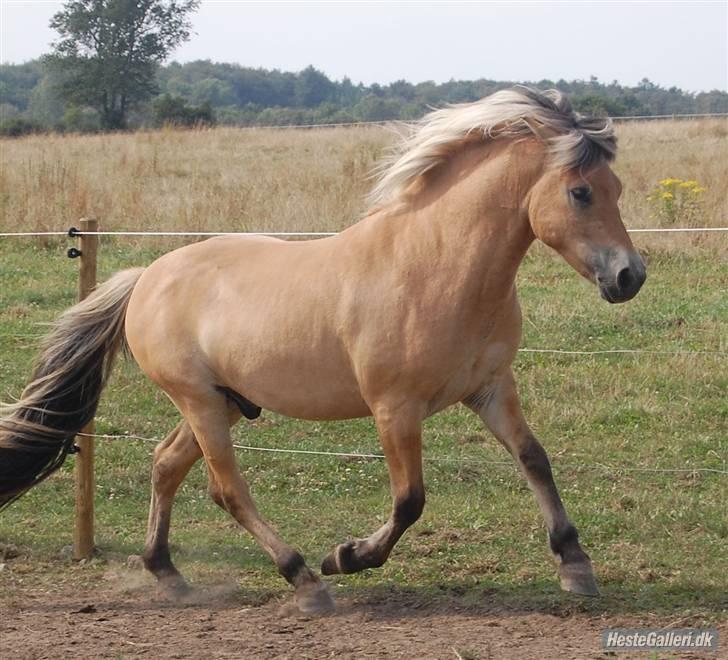 Anden særlig race Missel Anton *Solgt* billede 19