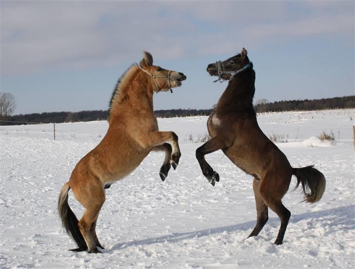 Anden særlig race Missel Anton *Solgt* - anton og hans legekammerat kamal :) Foto : Christina Jakobsen billede 20
