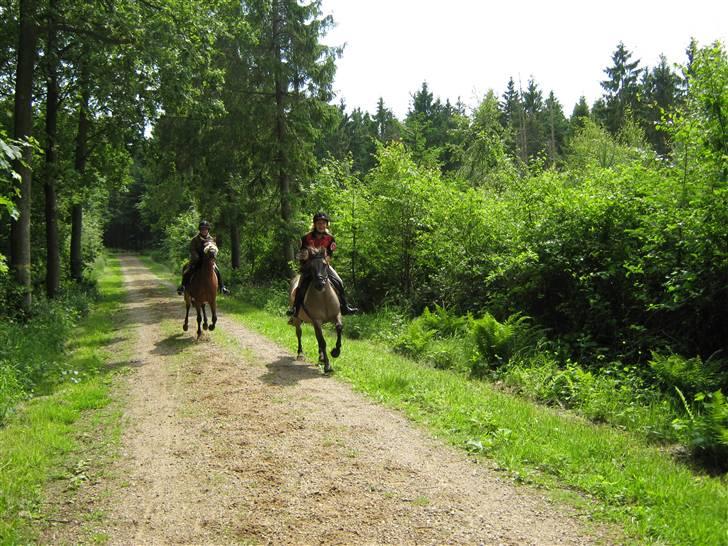 Anden særlig race Surviver SOLGT - Fuld galop med Camilla i skoven billede 5