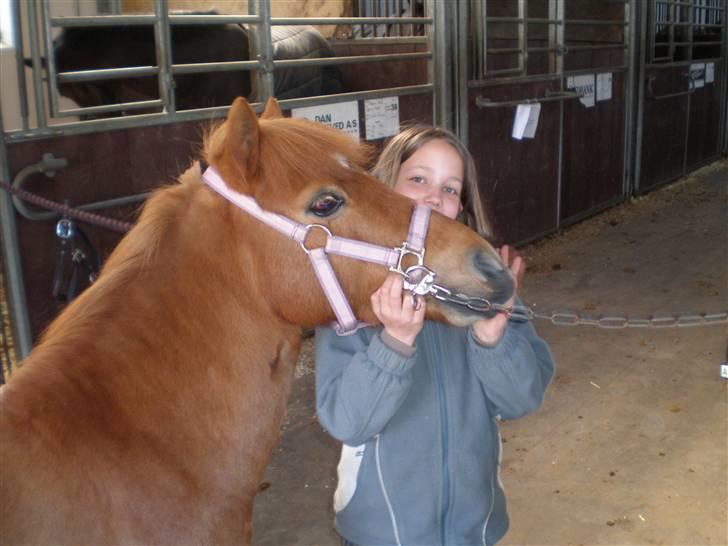 Shetlænder Flicka SOLGT - Kys til dig Flicka. billede 5
