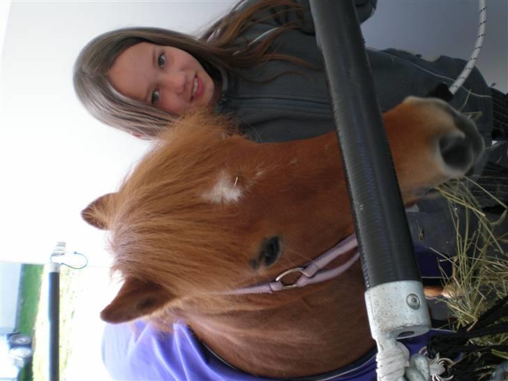 Shetlænder Flicka SOLGT - Så er flicka solgt.=( billede 6