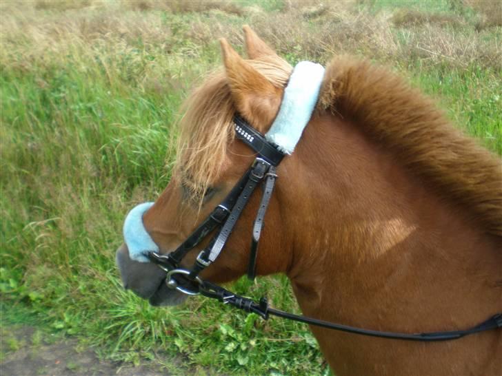 Shetlænder Flicka SOLGT - Besøger hende hos hendes nye ejer=) billede 7