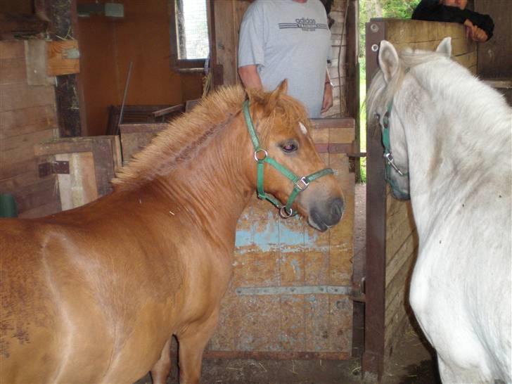 Shetlænder Flicka SOLGT - Hos den nye ejer. billede 8