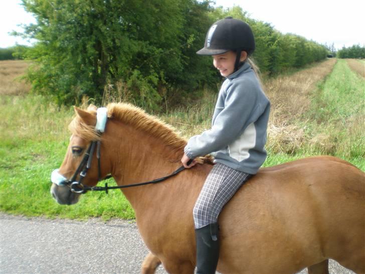 Shetlænder Flicka SOLGT - Så rider vi en lille tur=) billede 9