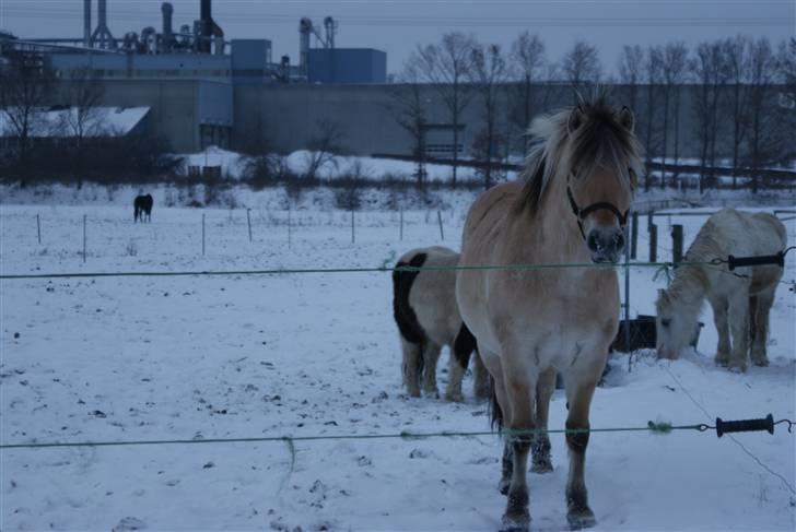Fjordhest Rosa billede 2