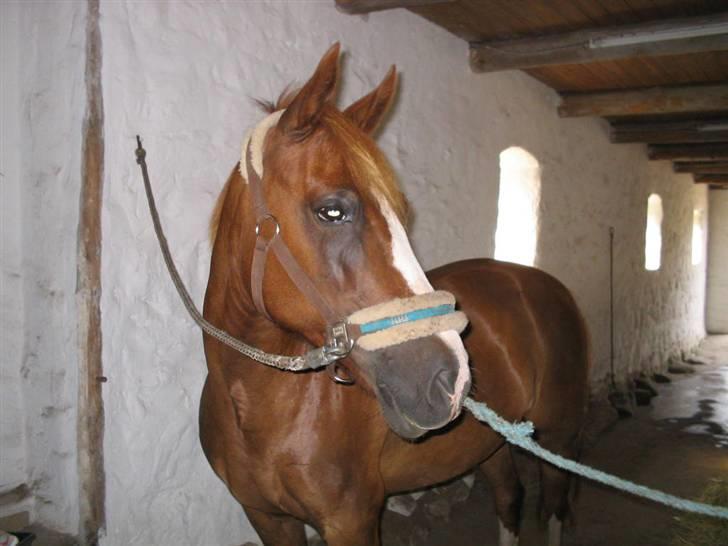 Hollandsk Sportspony Engm. Day-Light *R.I.P* billede 13