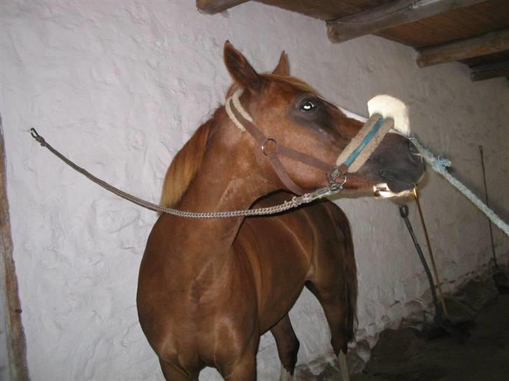 Hollandsk Sportspony Engm. Day-Light *R.I.P* billede 14