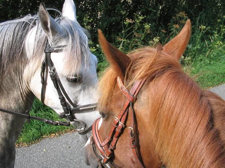 Hollandsk Sportspony Engm. Day-Light *R.I.P* billede 15