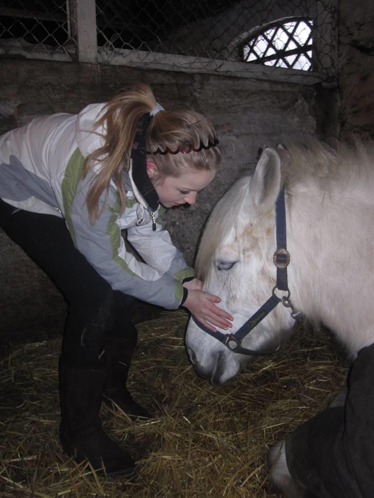 Anden særlig race Zafir (rideskolepony) - <3 billede 5