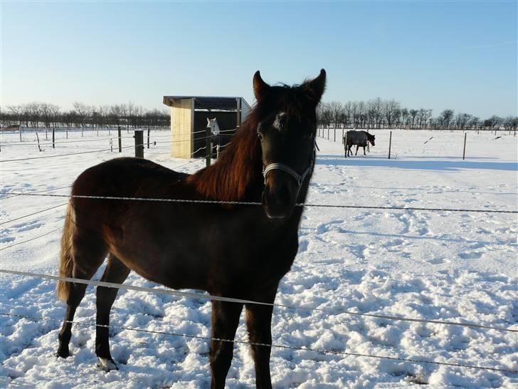 New Forest CK Chanell billede 13