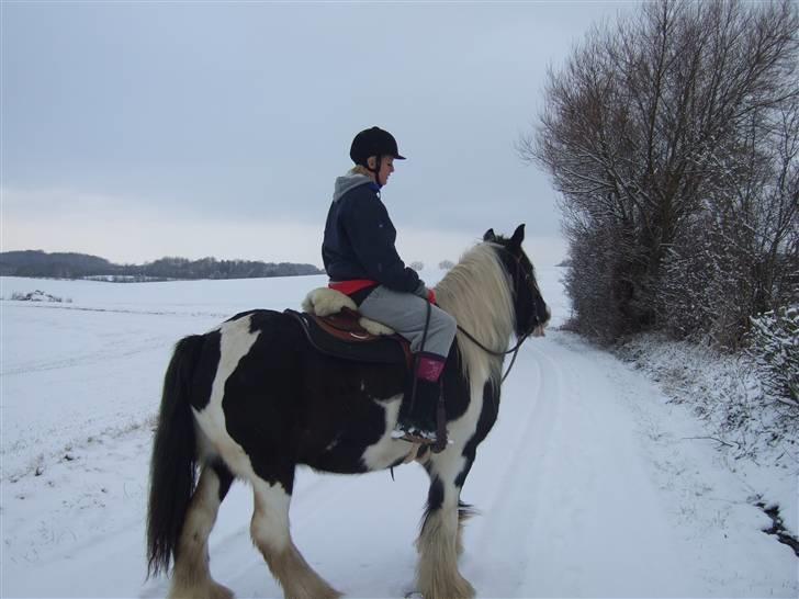 Irish Cob Kavanaugh/Kavanaugh'ty ;) - Jep, hvis i kigger efter står han faktisk og rækker tunge :P billede 3