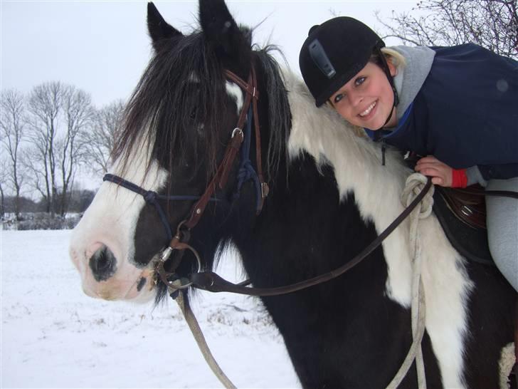 Irish Cob Kavanaugh/Kavanaugh'ty ;) - Smiiiil ! :D billede 4