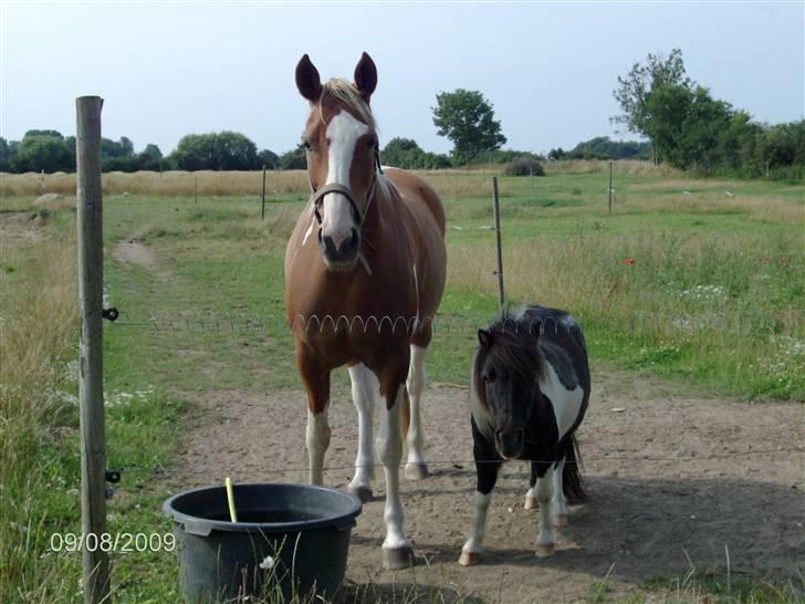 Anden særlig race Annebell - Annebell sammen med Mille billede 3
