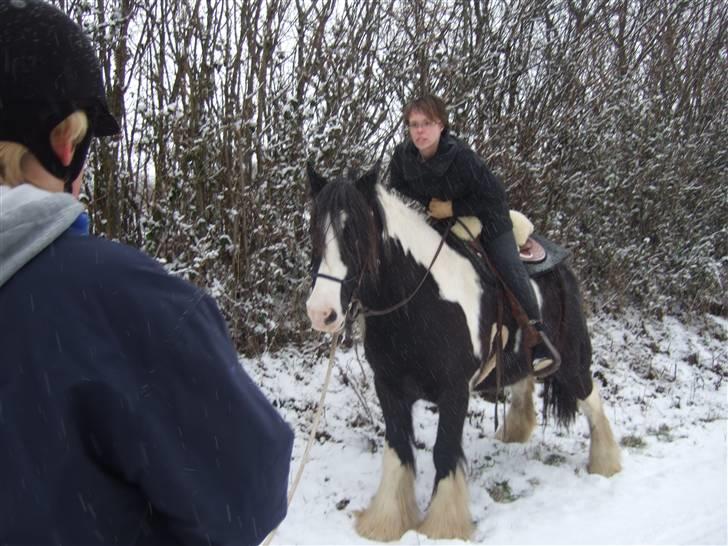 Irish Cob Kavanaugh/Kavanaugh'ty ;) - Camilski´s tur og så skulle han self tisse :P billede 6