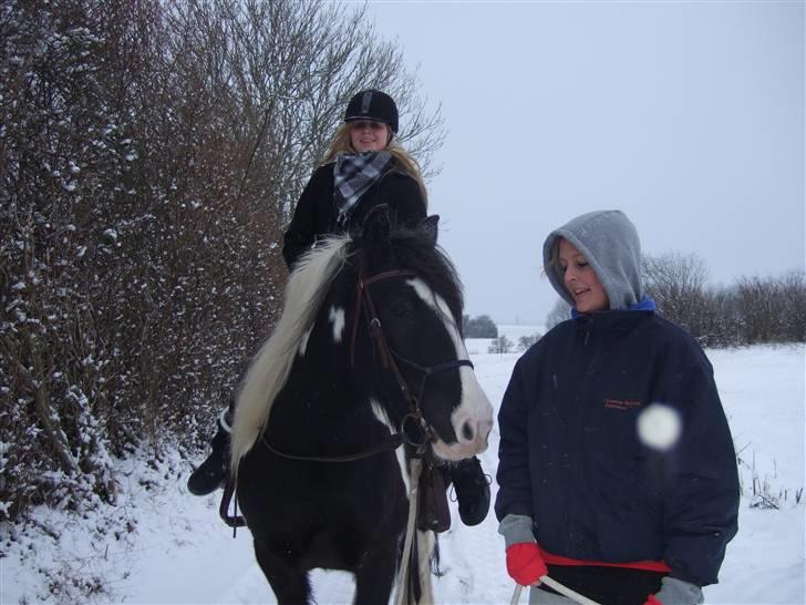 Irish Cob Kavanaugh/Kavanaugh'ty ;) - Måtte´s tur :D billede 7
