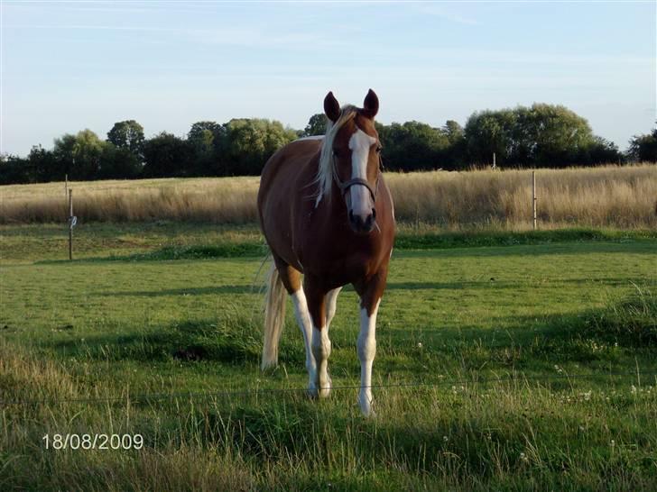 Anden særlig race Annebell billede 4