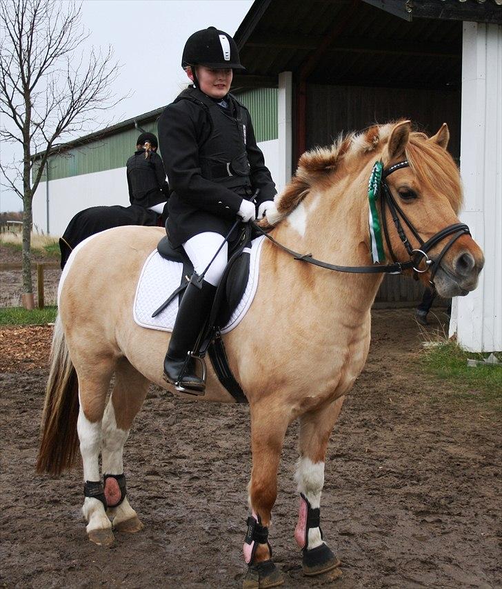Anden særlig race Molly<3 - S.K.O d. 14 nov. 2010 - Anna & Mollys første LD sammen og en 3. plads!<3 Stjerneponyen!!!<3  billede 8