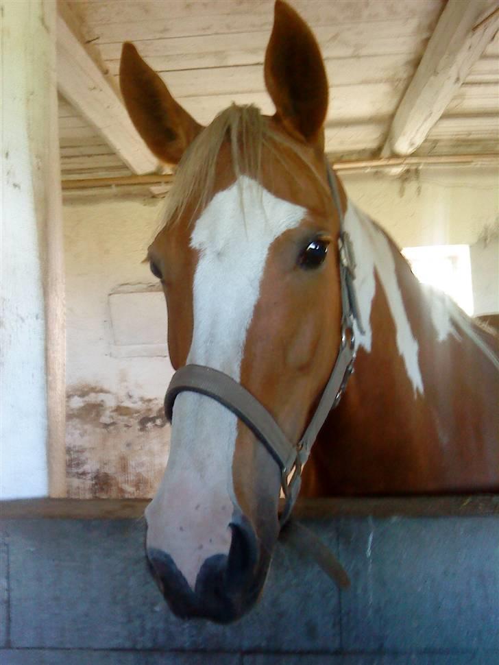 Anden særlig race Annebell billede 5