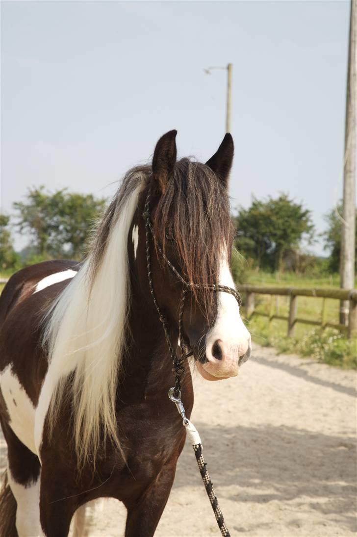Irish Cob Kavanaugh/Kavanaugh'ty ;) billede 8