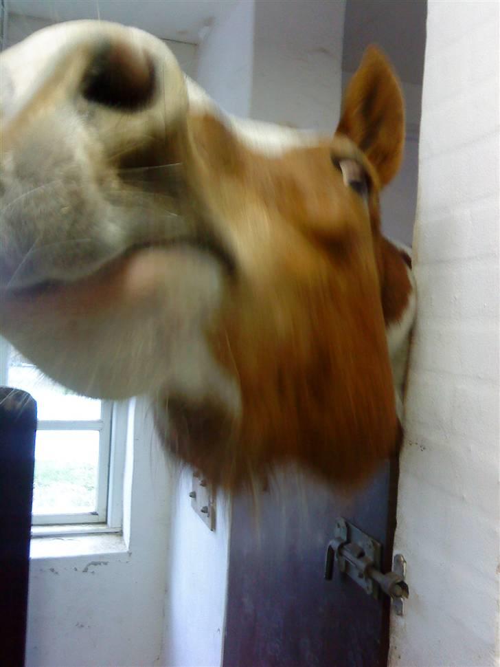 Anden særlig race Annebell - Hva´ med et lille møs billede 6