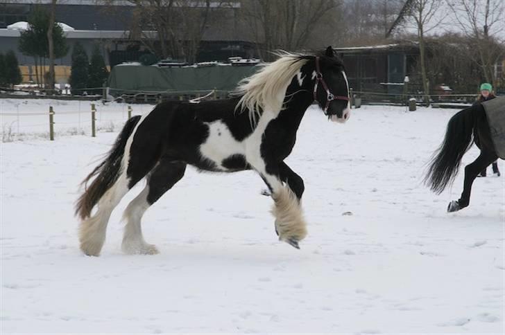 Irish Cob Kavanaugh/Kavanaugh'ty ;) - Kavan´s første sne efter vi havde fået ham :D billede 9