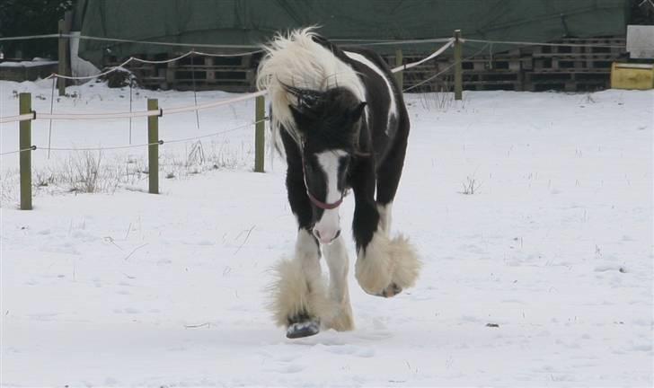 Irish Cob Kavanaugh/Kavanaugh'ty ;) - Kavan´s første sne efter vi havde fået ham :P billede 10