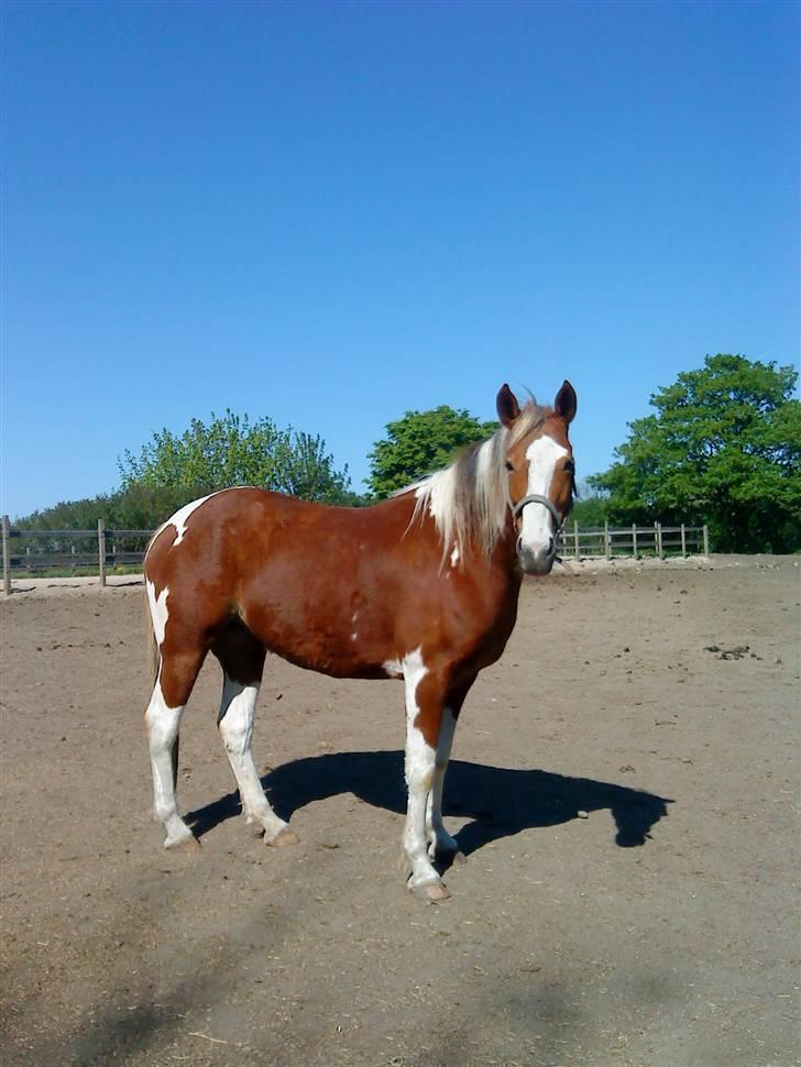 Anden særlig race Annebell billede 7