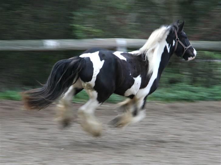 Irish Cob Kavanaugh/Kavanaugh'ty ;) billede 11