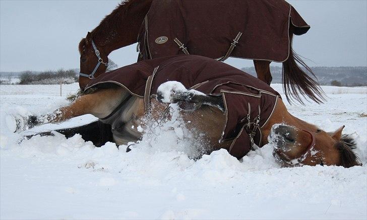 Anden særlig race Lady<3 billede 8