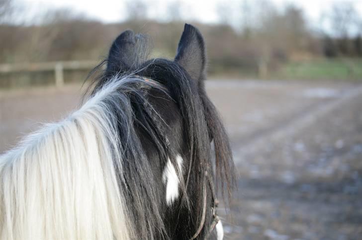 Irish Cob Kavanaugh/Kavanaugh'ty ;) billede 12