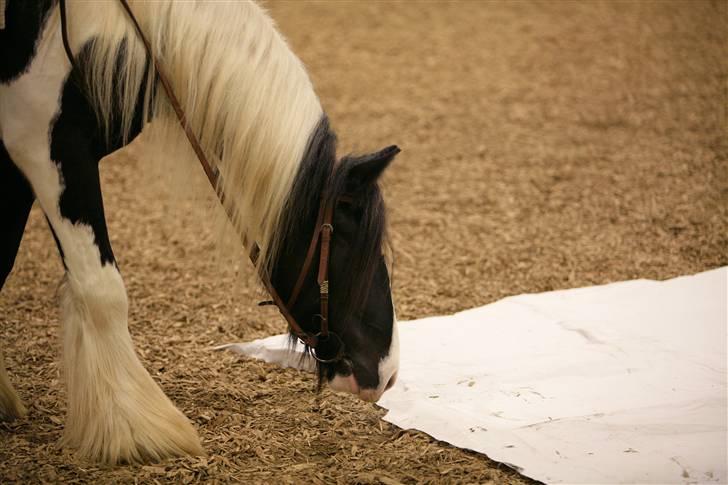 Irish Cob Kavanaugh/Kavanaugh'ty ;) billede 13