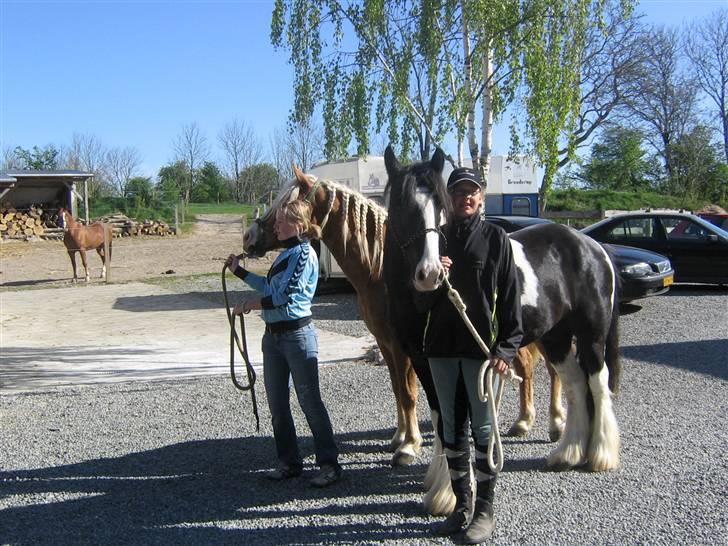Irish Cob Kavanaugh/Kavanaugh'ty ;) billede 15