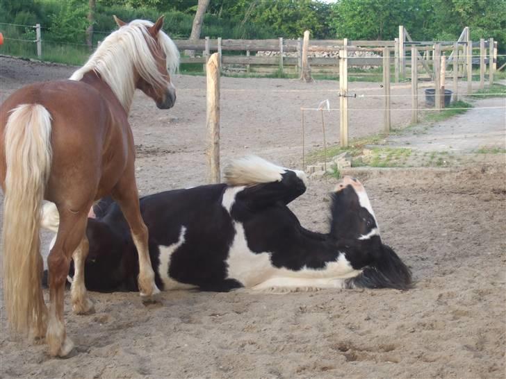 Irish Cob Kavanaugh/Kavanaugh'ty ;) billede 16