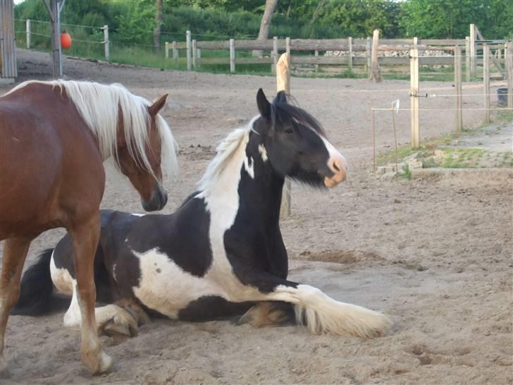 Irish Cob Kavanaugh/Kavanaugh'ty ;) billede 17