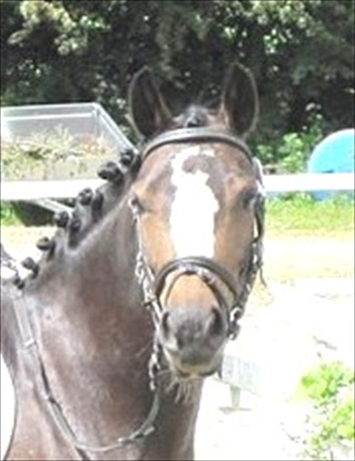 Welsh Pony (sec B) Søborggårds Romance *part* :D <3 - Dressur-stævne på GBR! xD Fordi man ikke kan andet end at elske dig! <3 billede 13