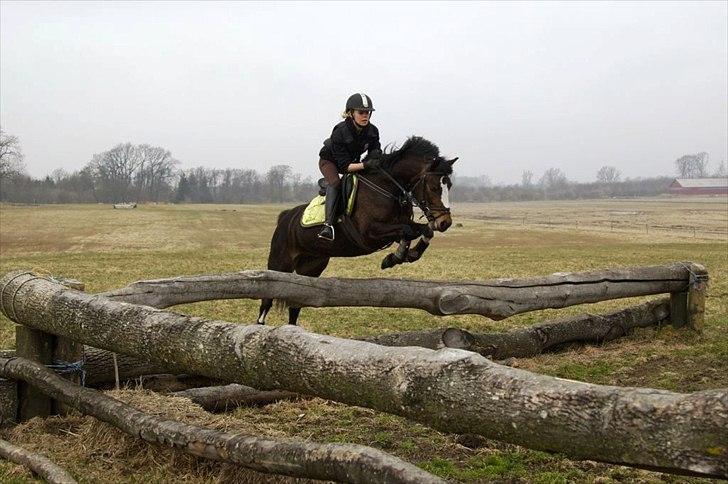 Welsh Pony (sec B) Søborggårds Romance *part* :D <3 - Åbent Hus på SØG! xD Fordi man ikke kan andet end at elske dig! <3 billede 16